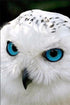 White Owl with Blue Eyes